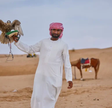 Falcon in the desert